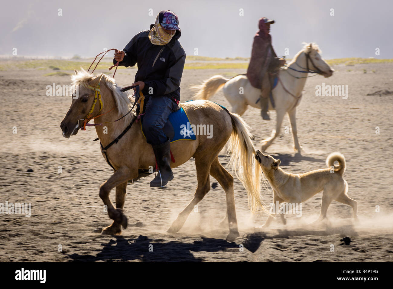Bromo, Indonesia - June 15th, 2018 : A dog chases and bites the horse tail of a horse rider at Bromo Stock Photo