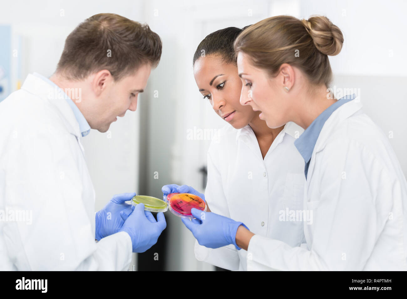 Group of food laboratory researchers comparing bacteria cultures Stock Photo Alamy