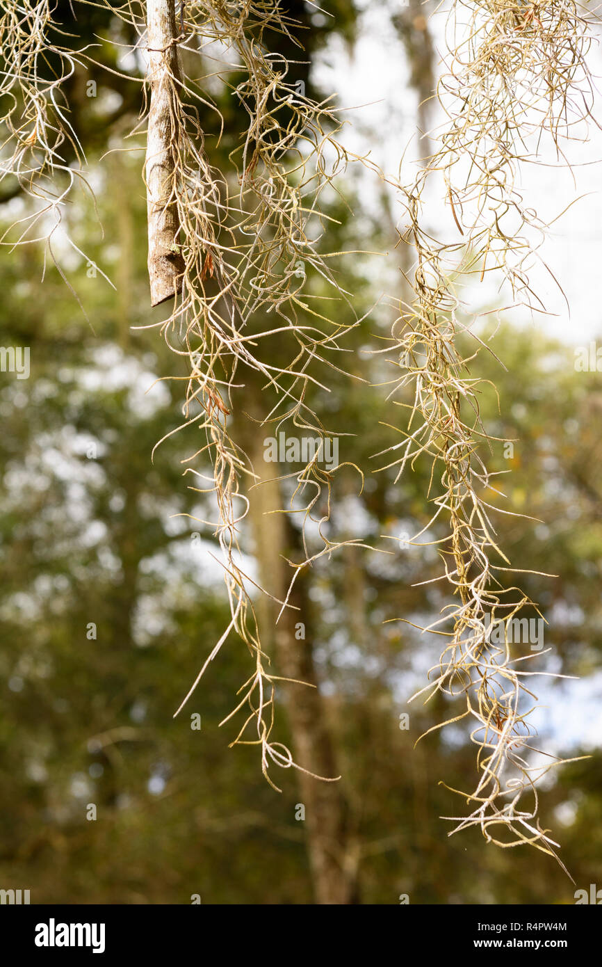 Close up of Spanish Moss in Florida Stock Photo - Alamy