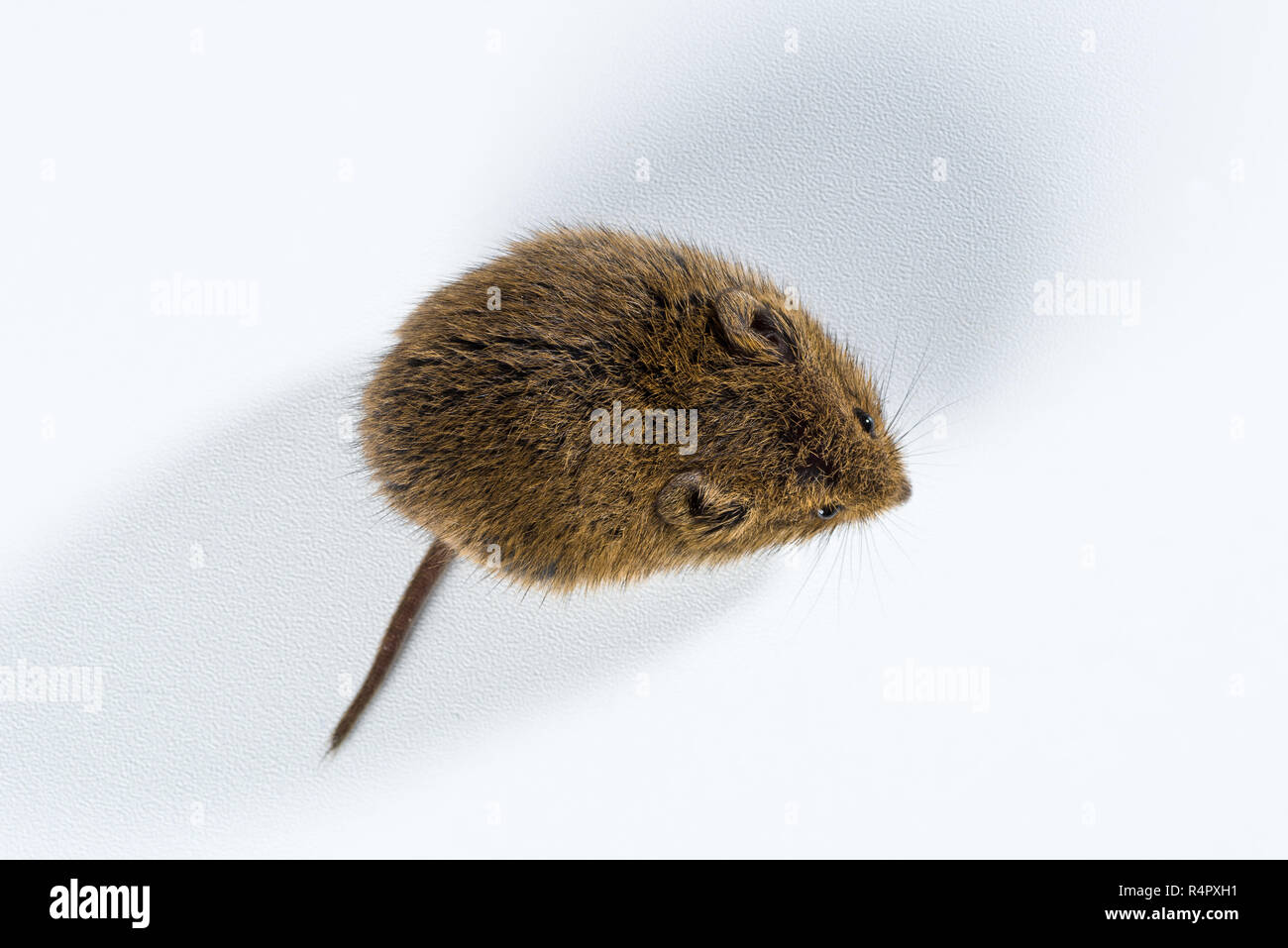 Microtus arvalis isolated hires stock photography and images Alamy
