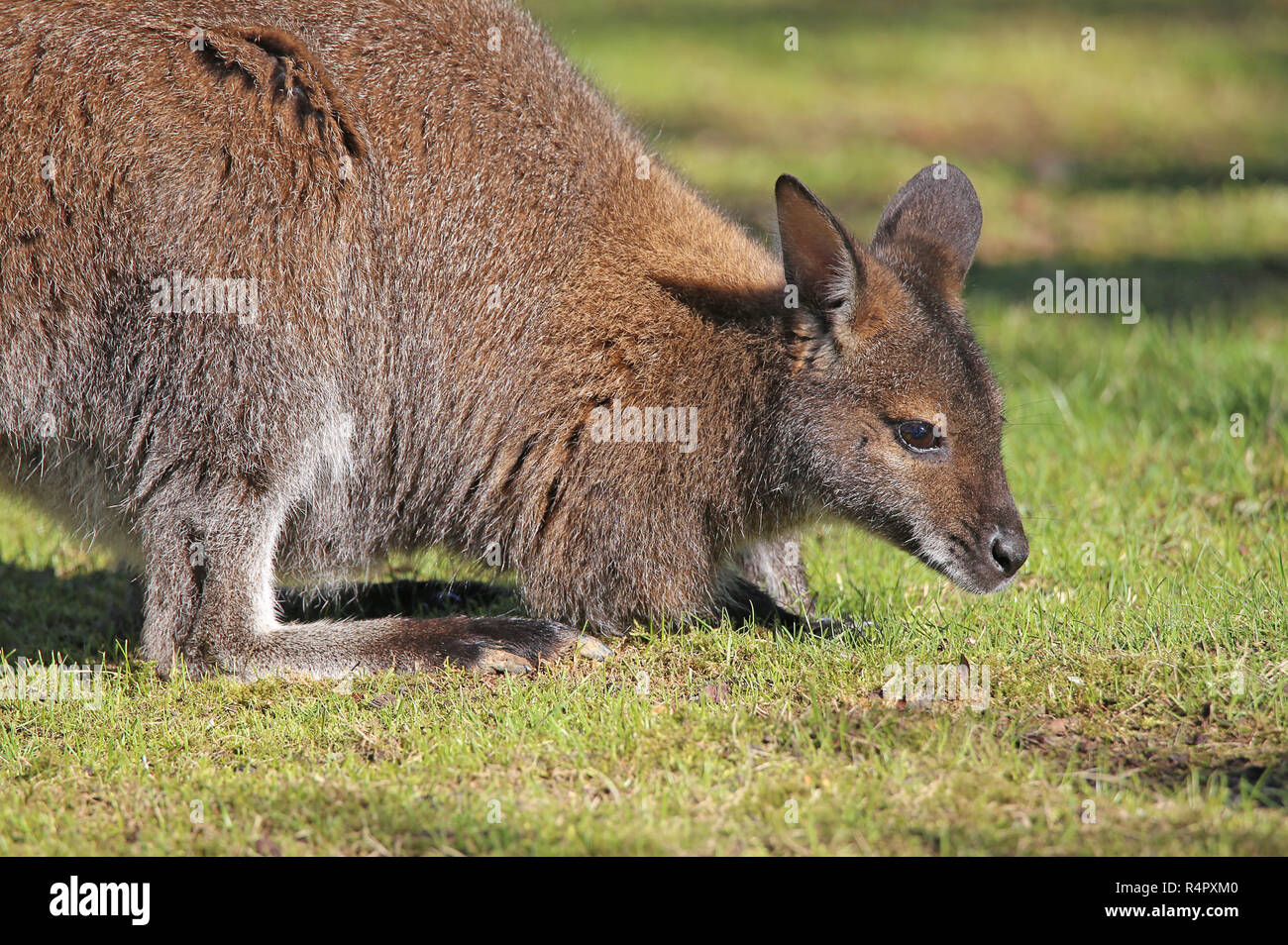 bennett kangaroo also red-breasted wallaby macropus rufogriseus Stock Photo