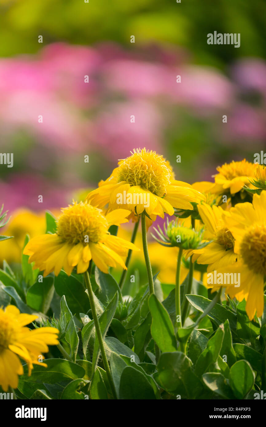 The background image of the colorful flowers Stock Photo - Alamy