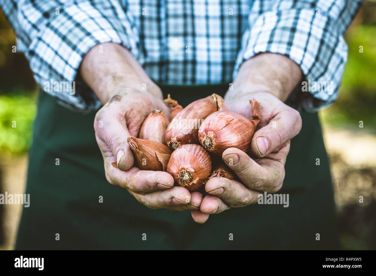 Workers harvesting onions hi-res stock photography and images - Alamy