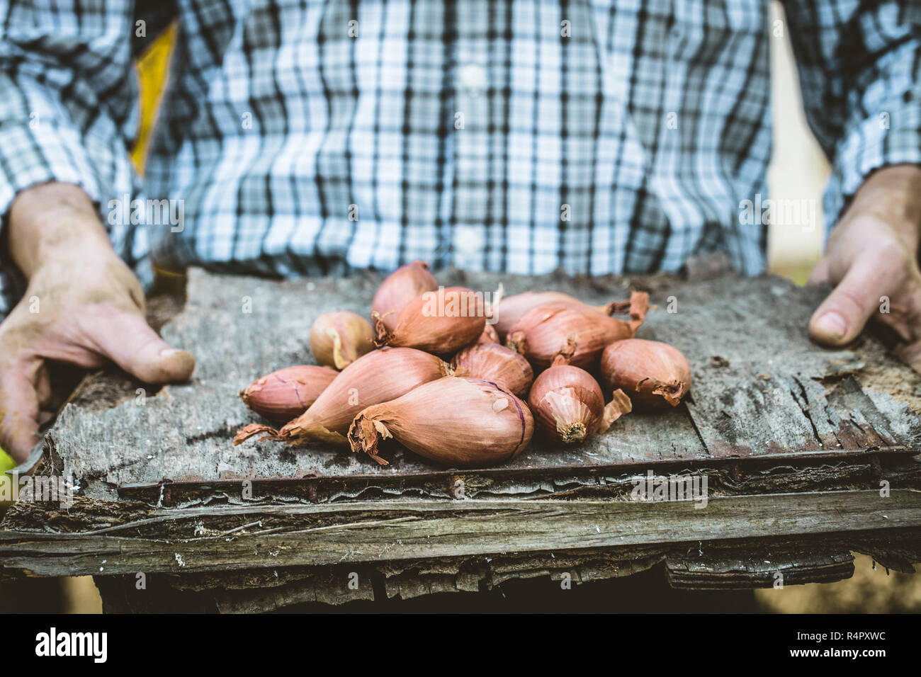 Workers harvesting onions hi-res stock photography and images - Alamy