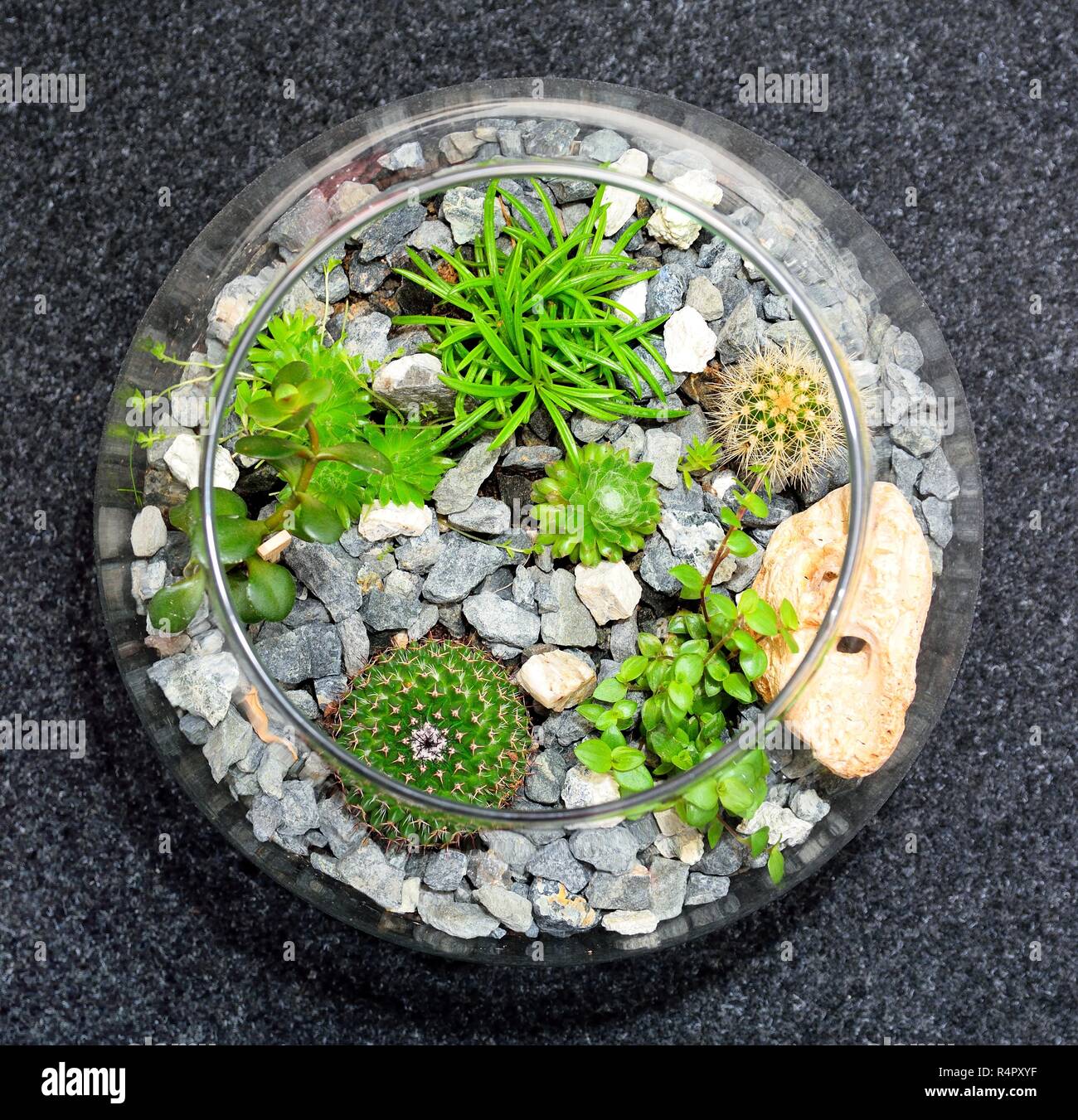 Table top plant decorative garden Stock Photo Alamy