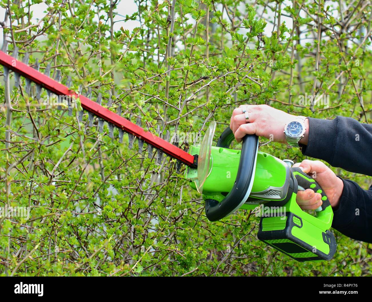 Trimming a Hedge Stock Photo Alamy