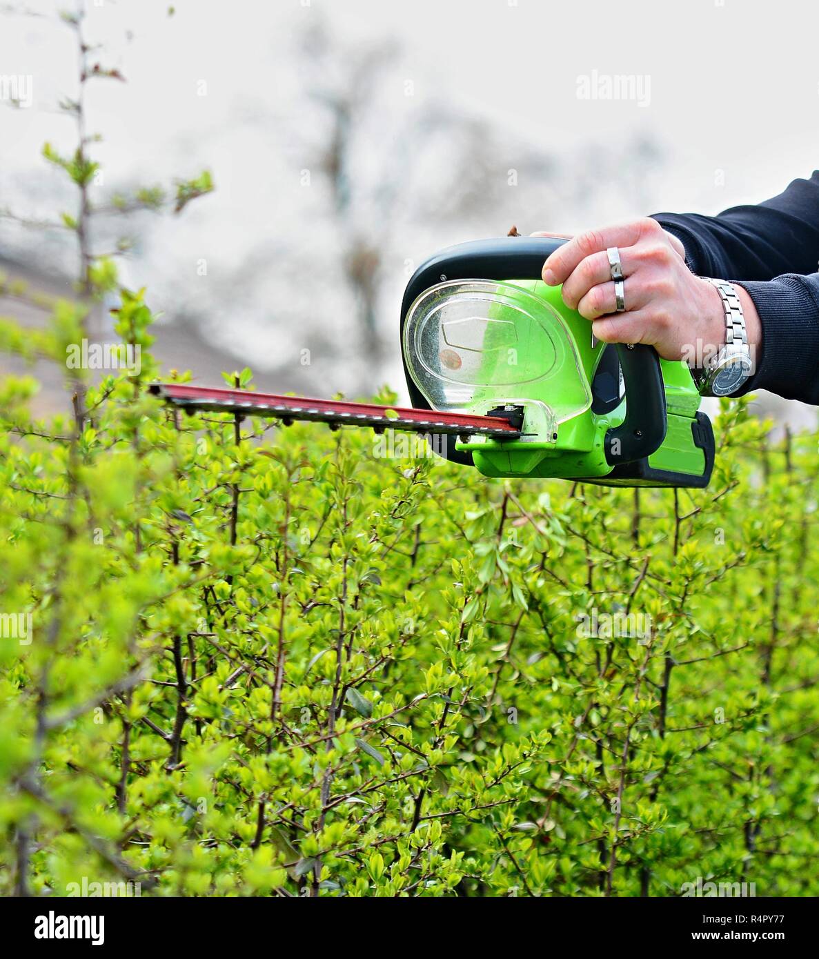 Trimming a Hedge Stock Photo Alamy