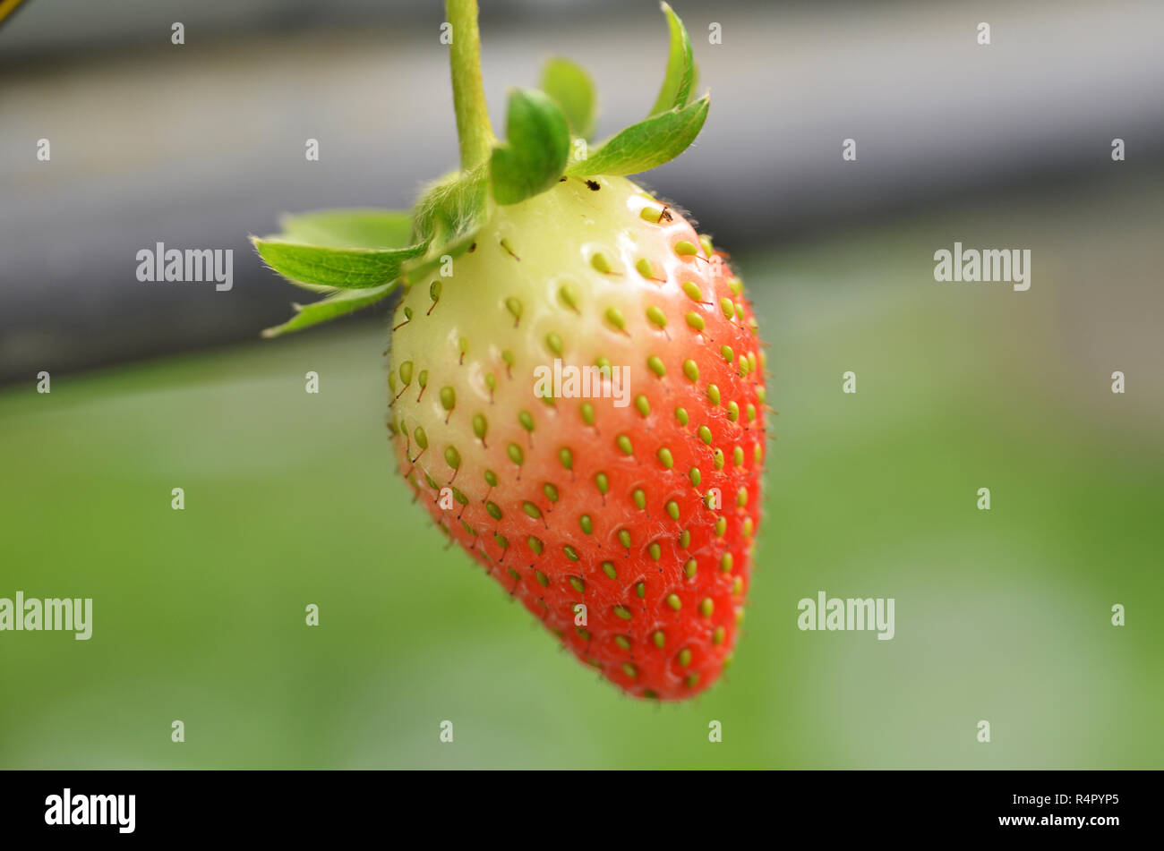 Fresh strawberries that are grown in greenhouses Stock Photo - Alamy