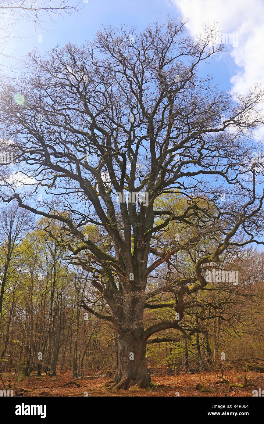 rapp oak in the reinhardswald Stock Photo