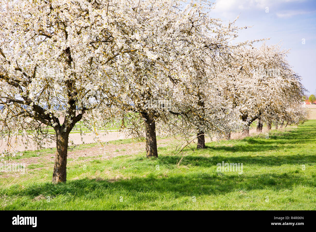 Meadow with flowering fruit trees Stock Photo - Alamy