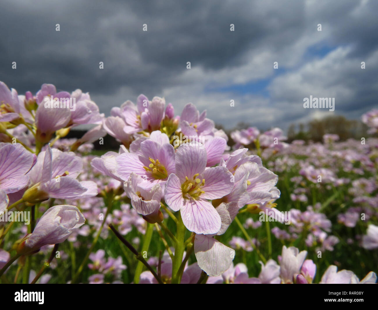 meadowfoam,flowers against cloudy sky at sundern-hellefeld in hochsauerland Stock Photo