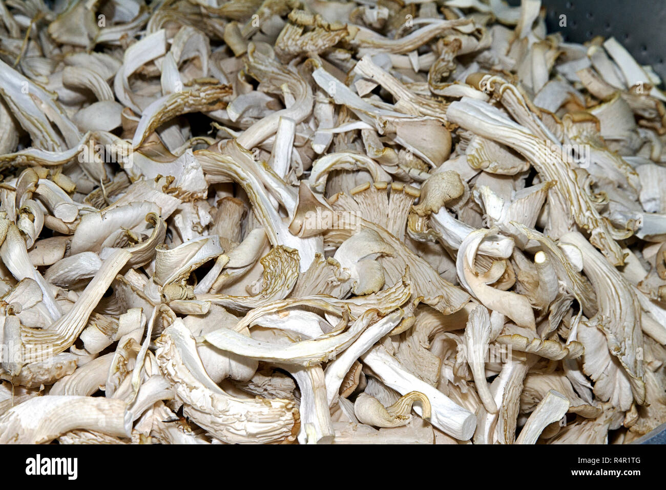 oyster mushrooms white asia Stock Photo Alamy