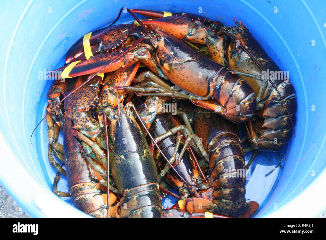 Maine Lobster Fresh Off The Boat. Corker of a day! Ayuh Stock Photo