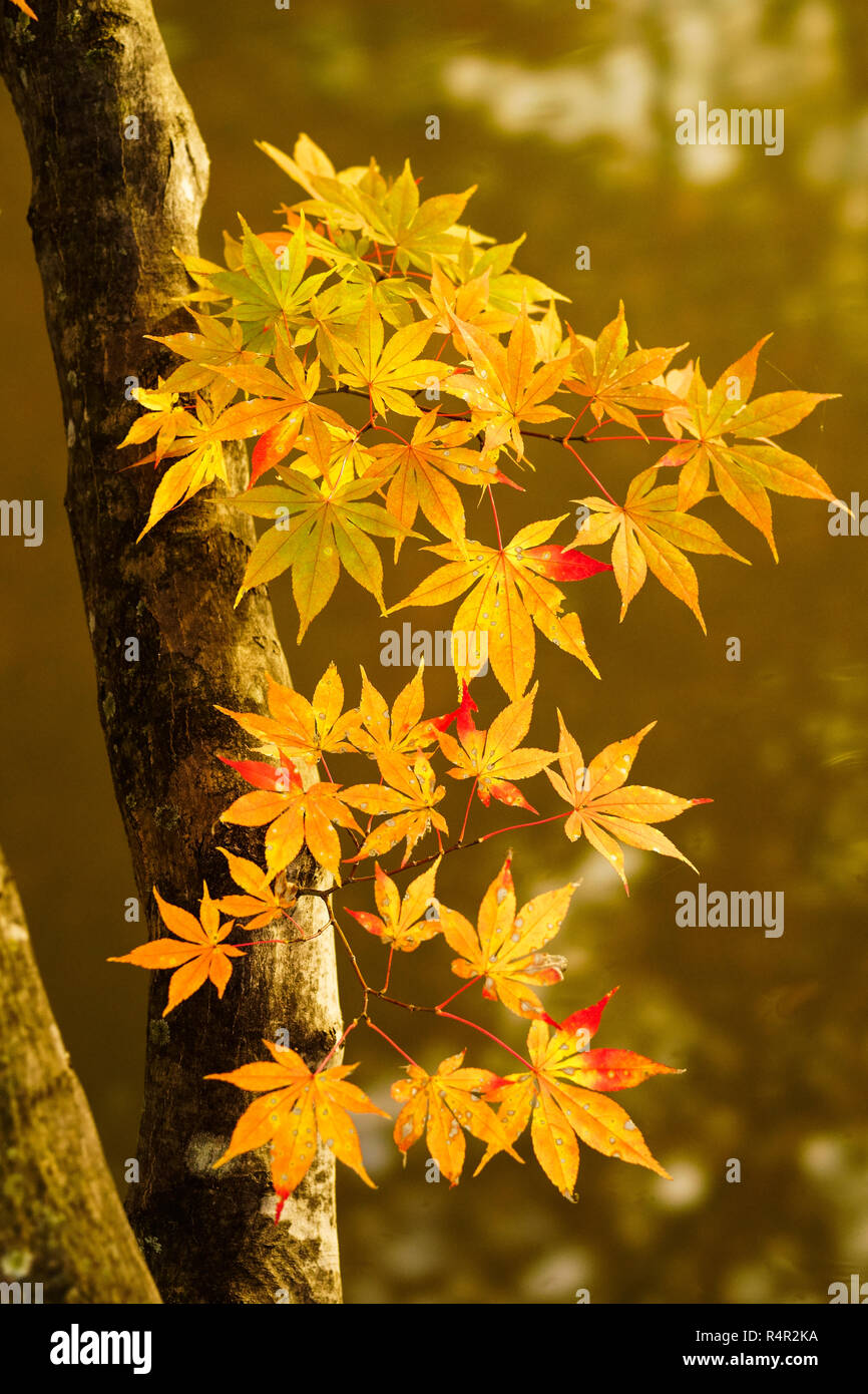 Japanese Fall Foliage Stock Photo - Alamy