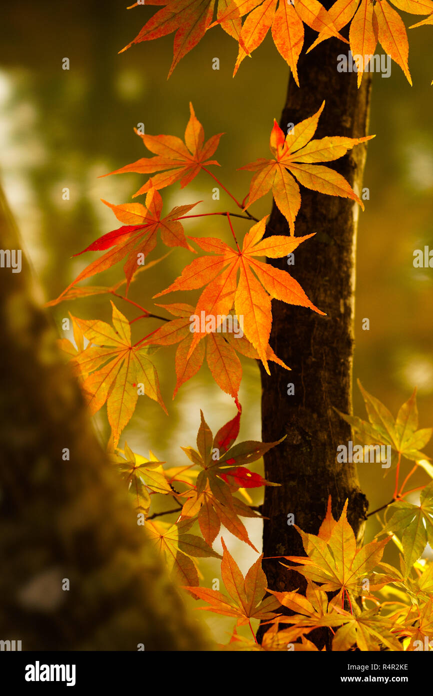 Japanese Fall Foliage Stock Photo - Alamy