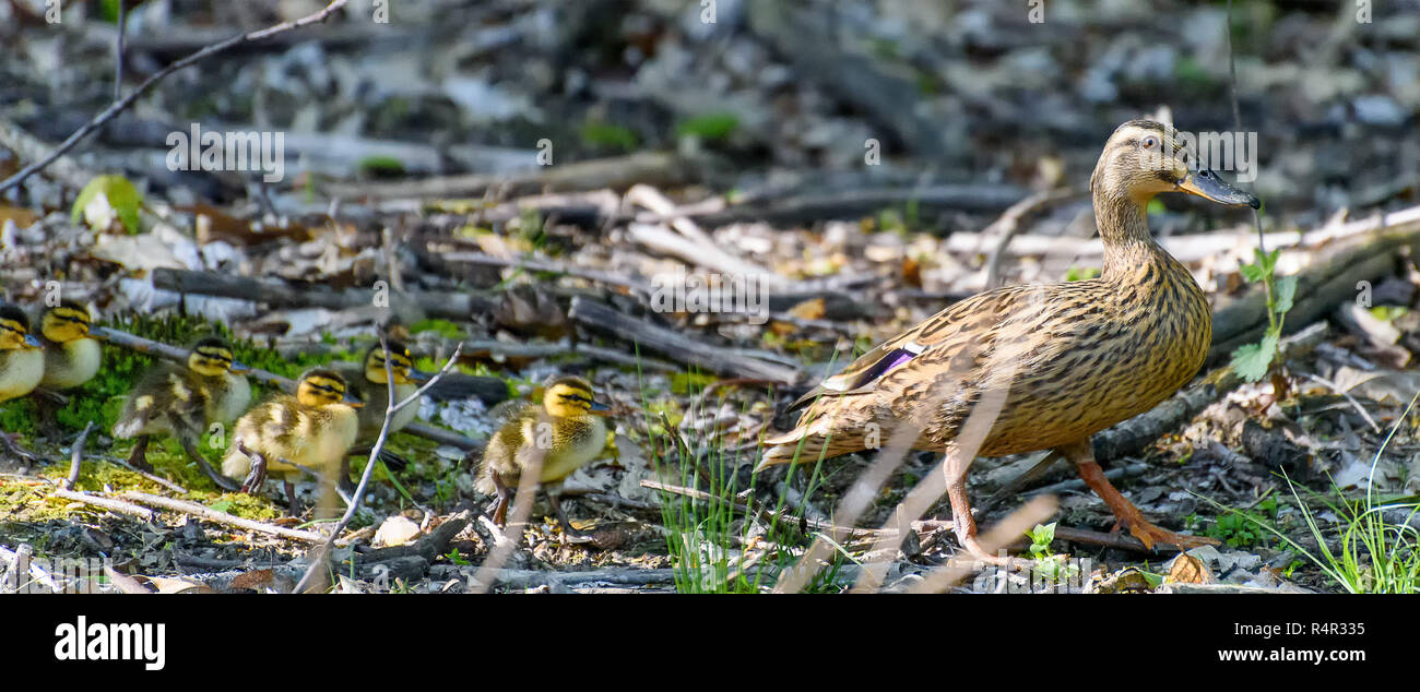 Natural leadership, duck chicks following their mother Stock Photo