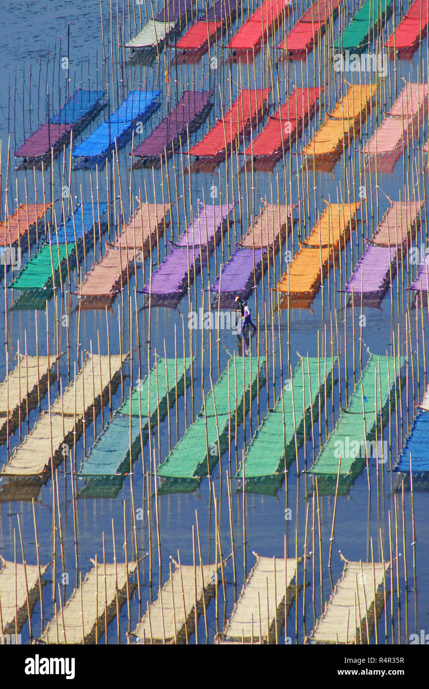 Sow Seeding of Seaweed Farming Stock Photo