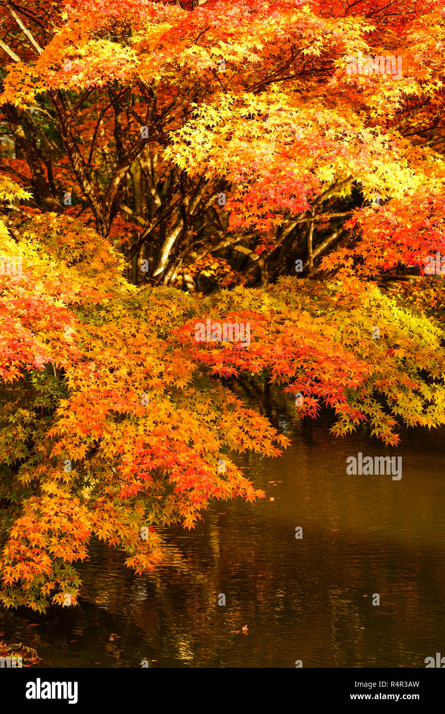 Japanese Fall Foliage Stock Photo - Alamy