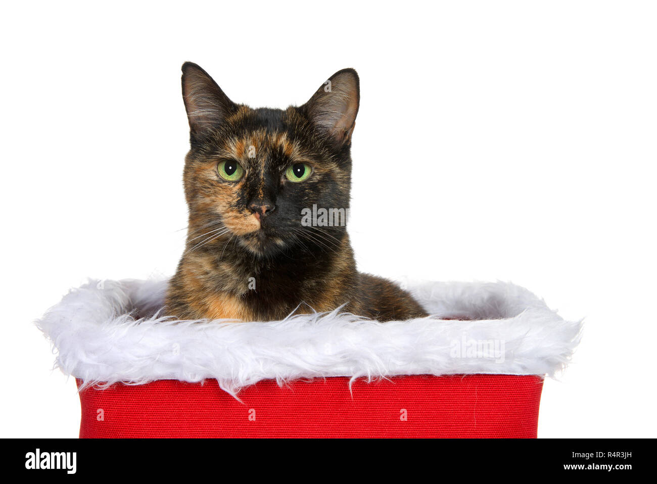 Portrait of a Torbie Tortie Tabby cat sitting in a fur lined Christmas basket looking directly at viewer. Isolated on white background. Stock Photo