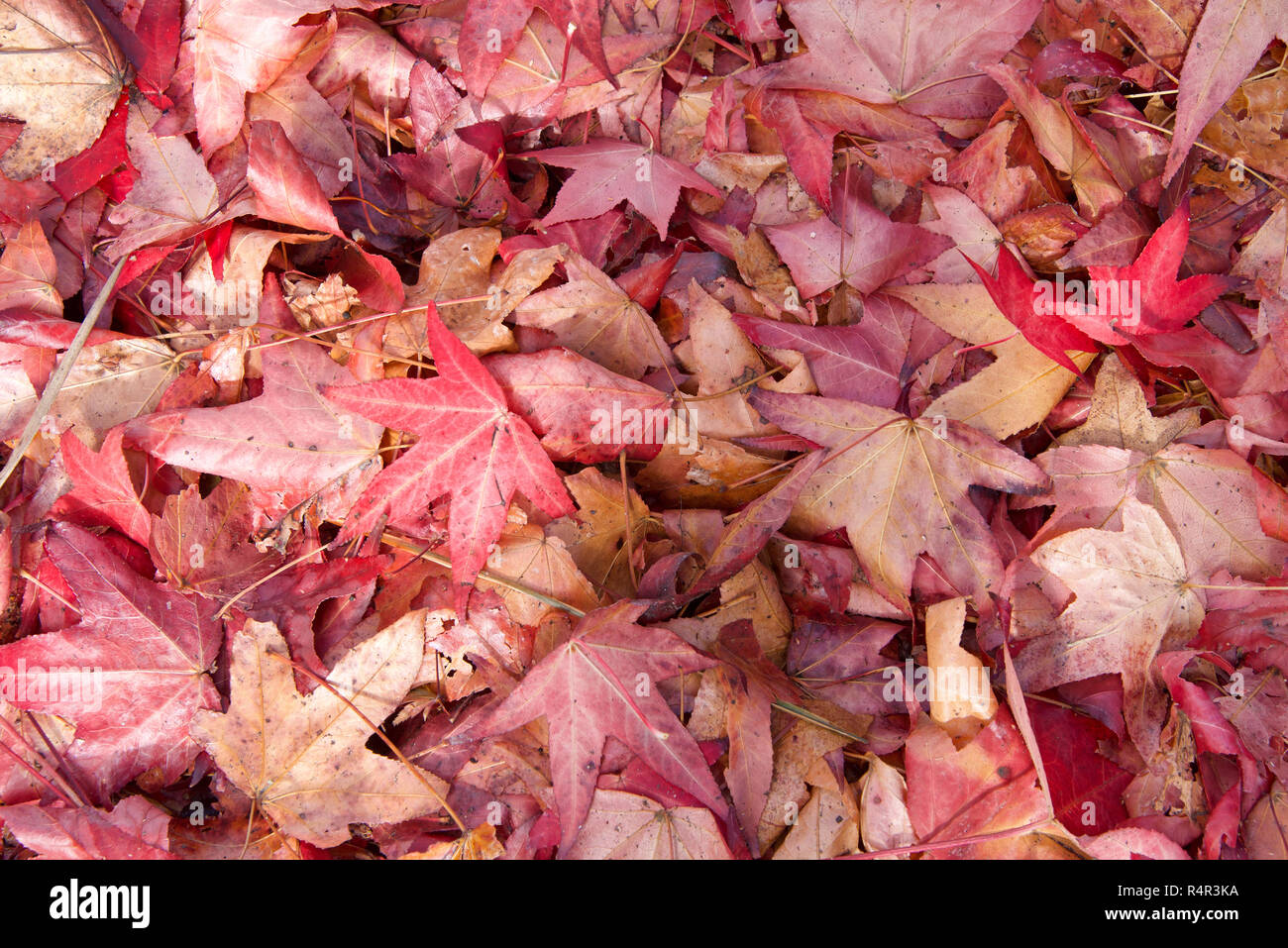 Many wet yellow maple leaf hi-res stock photography and images - Alamy
