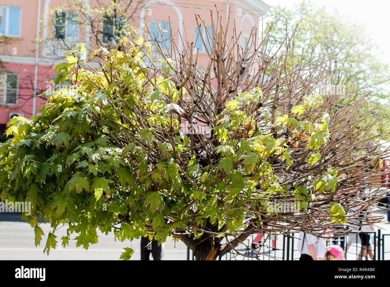 lush deciduous tree Stock Photo
