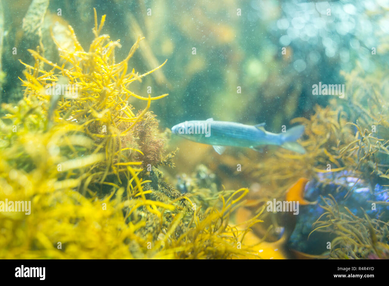 Coral Reef and Tropical Fish in Aquarium Stock Photo - Alamy