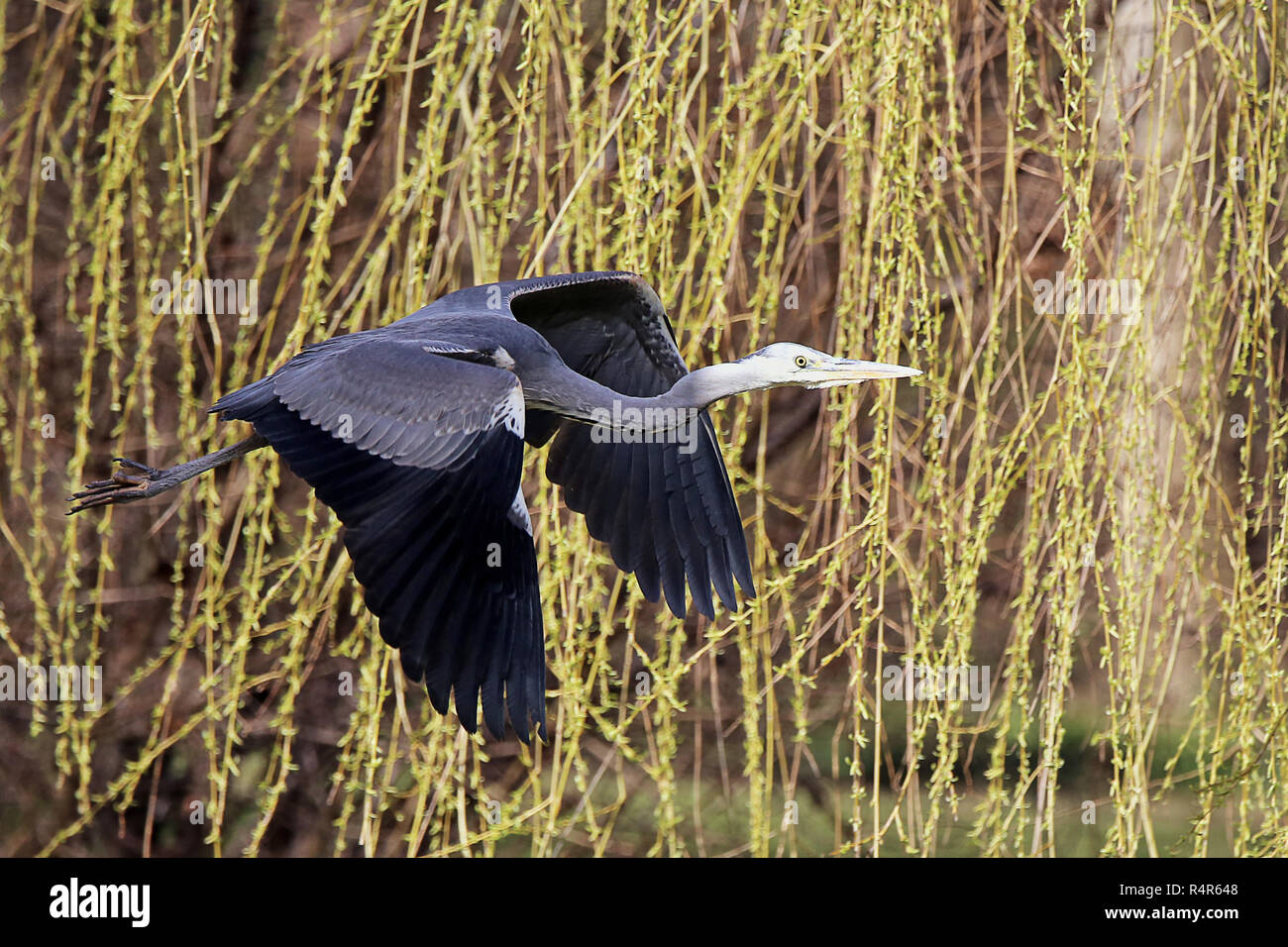 gray heron in flight in front of weeping willow Stock Photo
