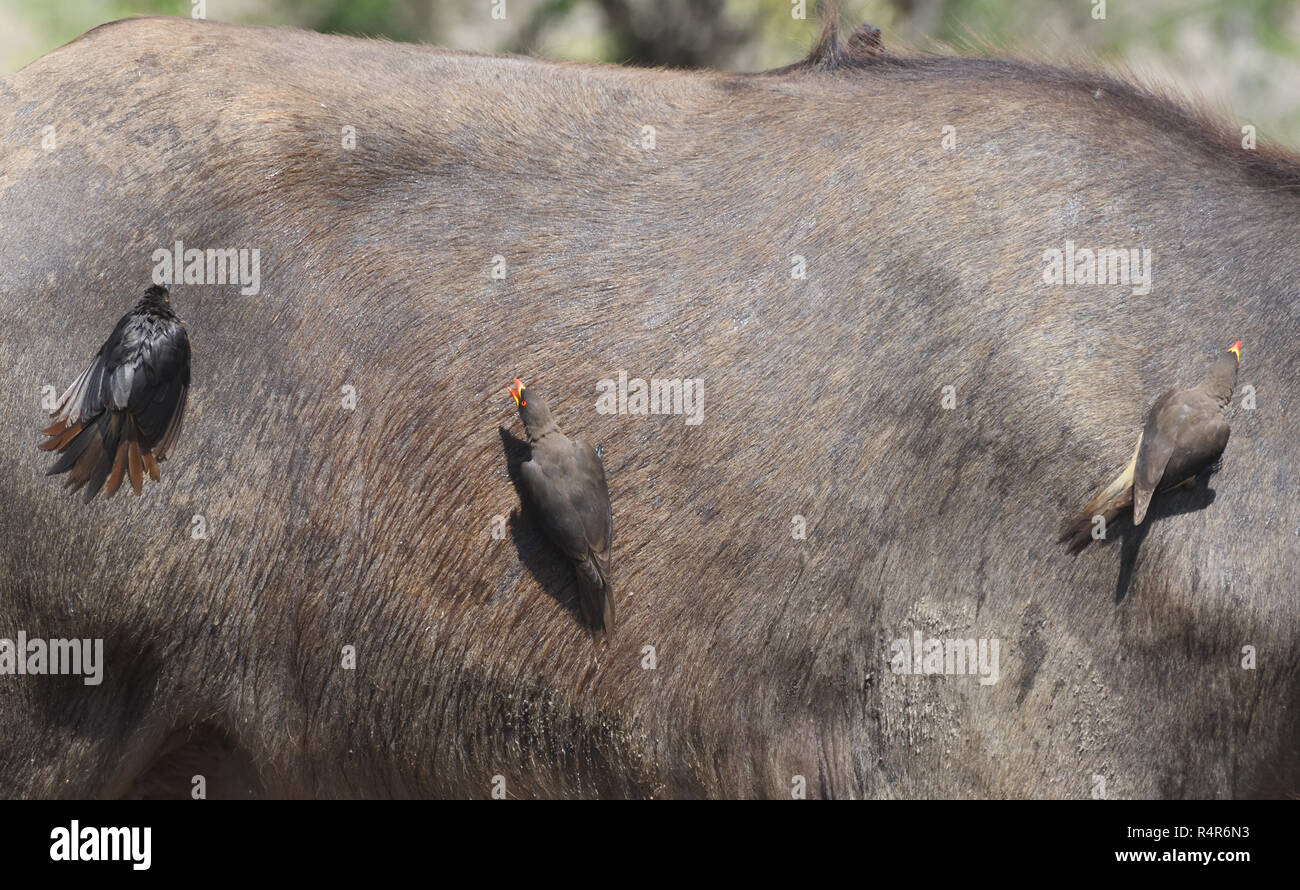 Three yellow-billed oxpeckers (Buphagus africanus) on the flanks of a Cape buffalo (Syncerus caffer). Queen Elizabeth National Park, Uganda. Stock Photo