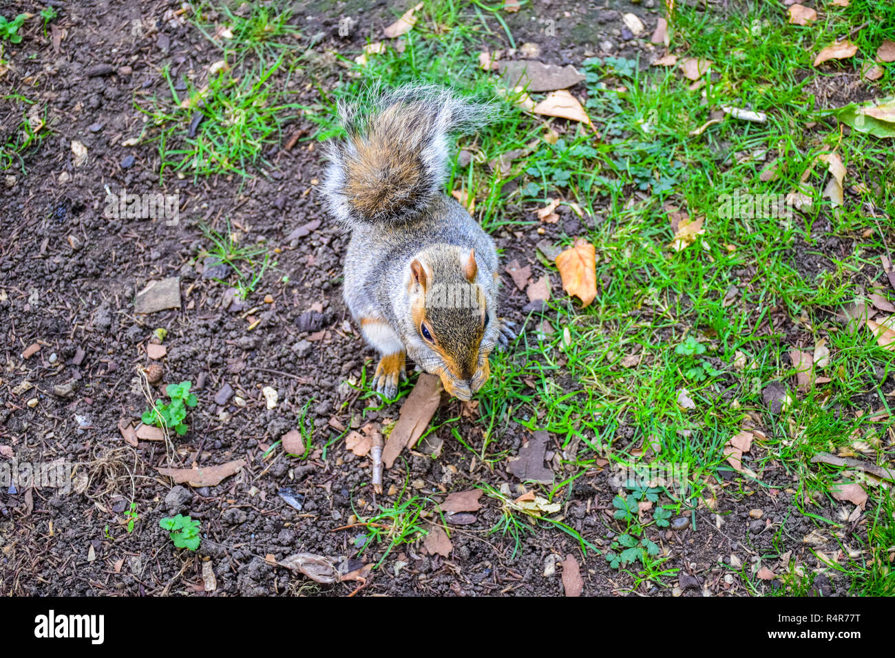 Cute squirrel running around and eating in St James's Park, London, England, United Kingdom