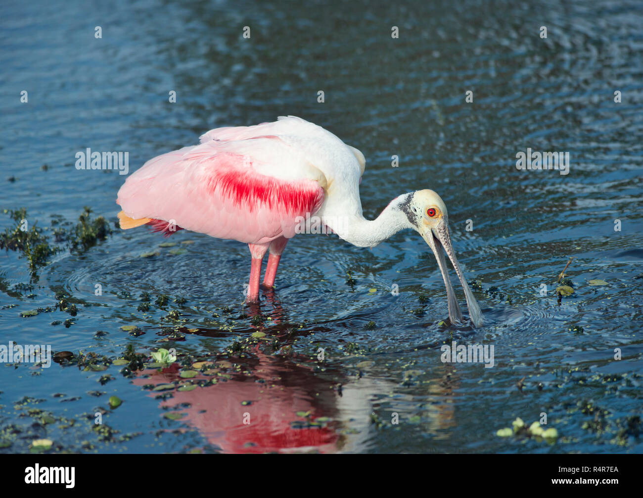 Roseate Spoonbill in a lake Stock Photo - Alamy