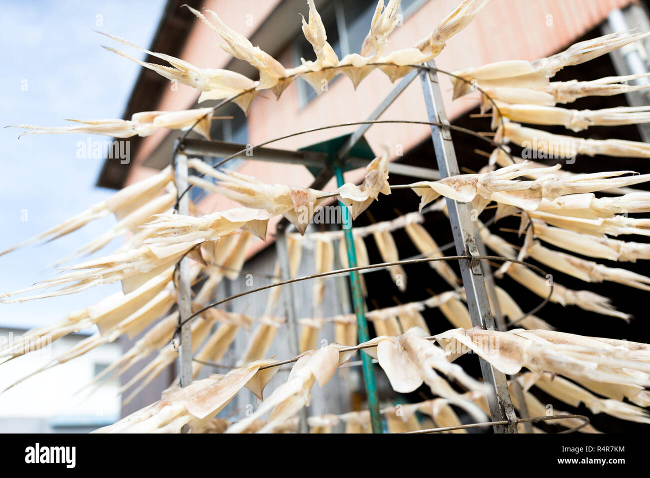 Dry cuttlefish Stock Photo Alamy