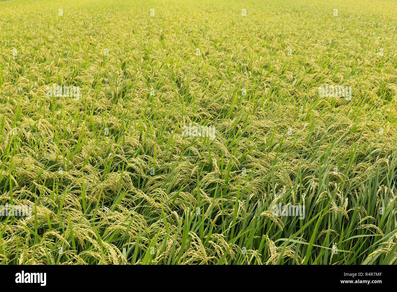 Japanese hop plant leaves hi-res stock photography and images - Alamy