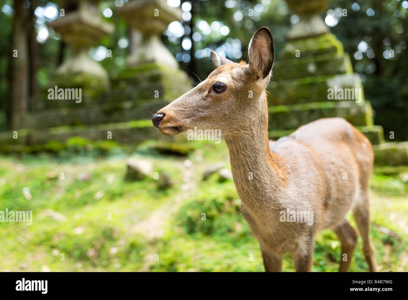 deer-in-japanese-temple-stock-photo-alamy