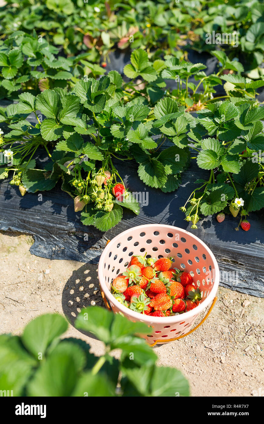 Picking of Fresh Strawberry Stock Photo - Alamy