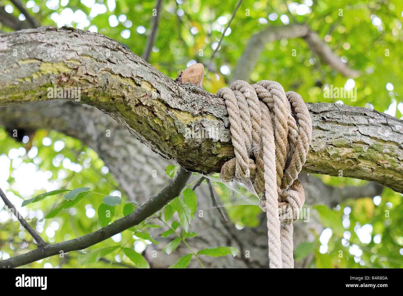 Branch knot hi-res stock photography and images - Alamy