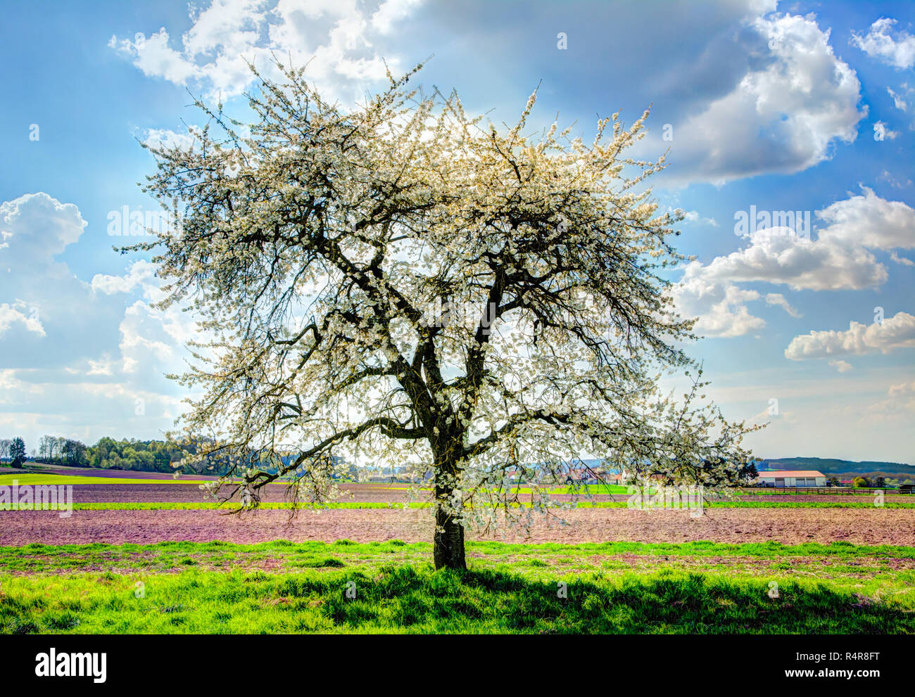 Meadow with a flowering fruit tree Stock Photo - Alamy