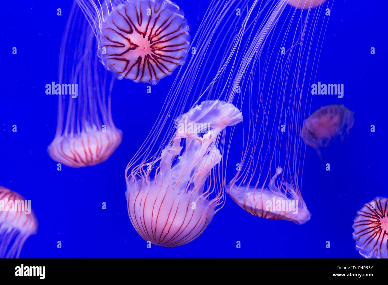 jellyfish - chrysaora pacifica Stock Photo