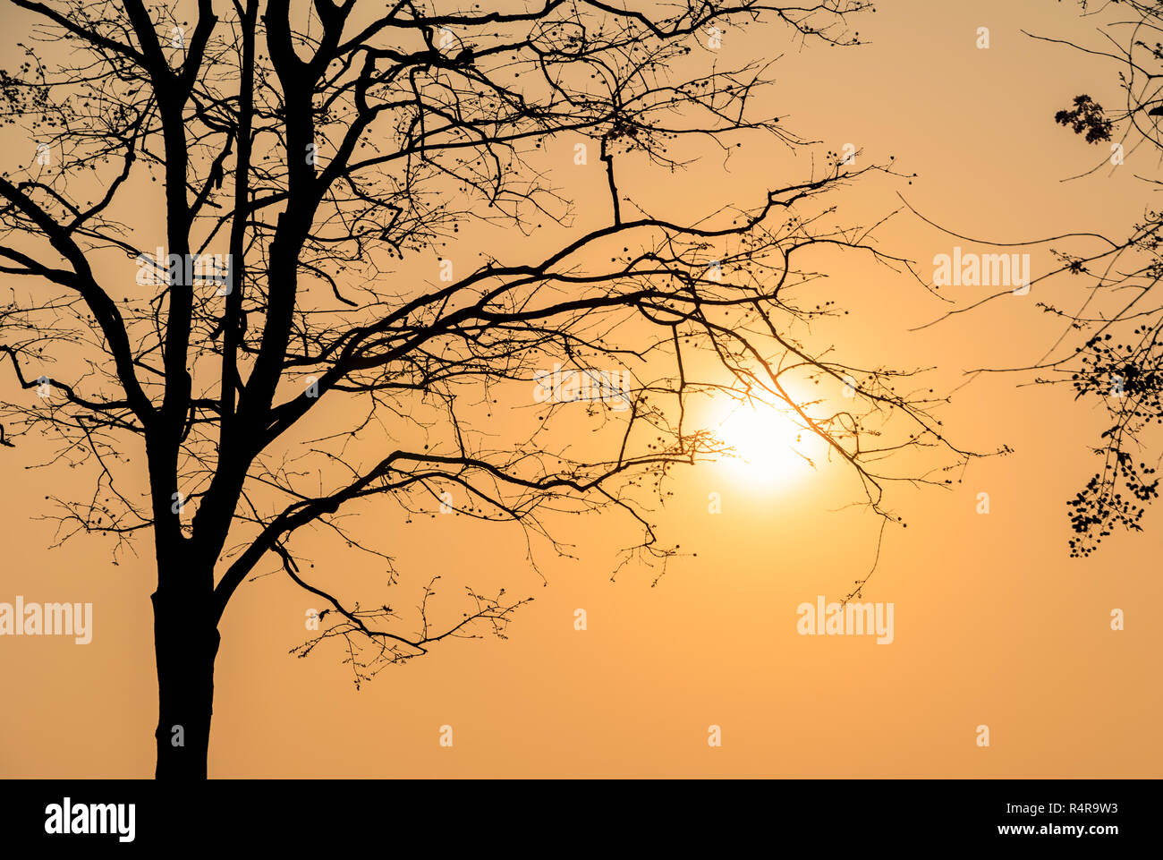 Silhouette tree branch in sunset sky Stock Photo