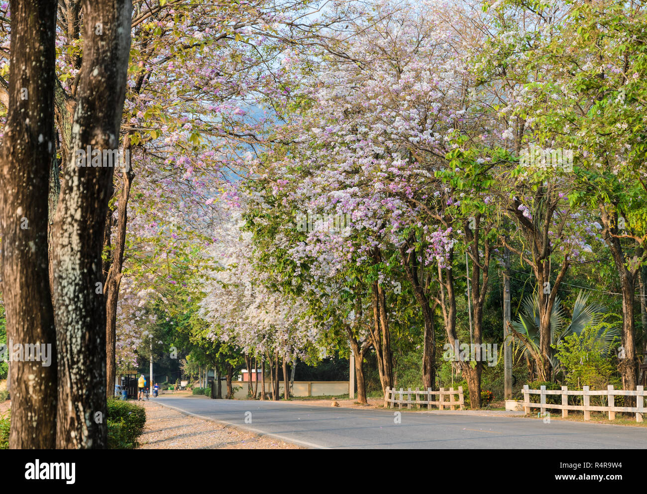 Road along with flower trees in full bloom Stock Photo