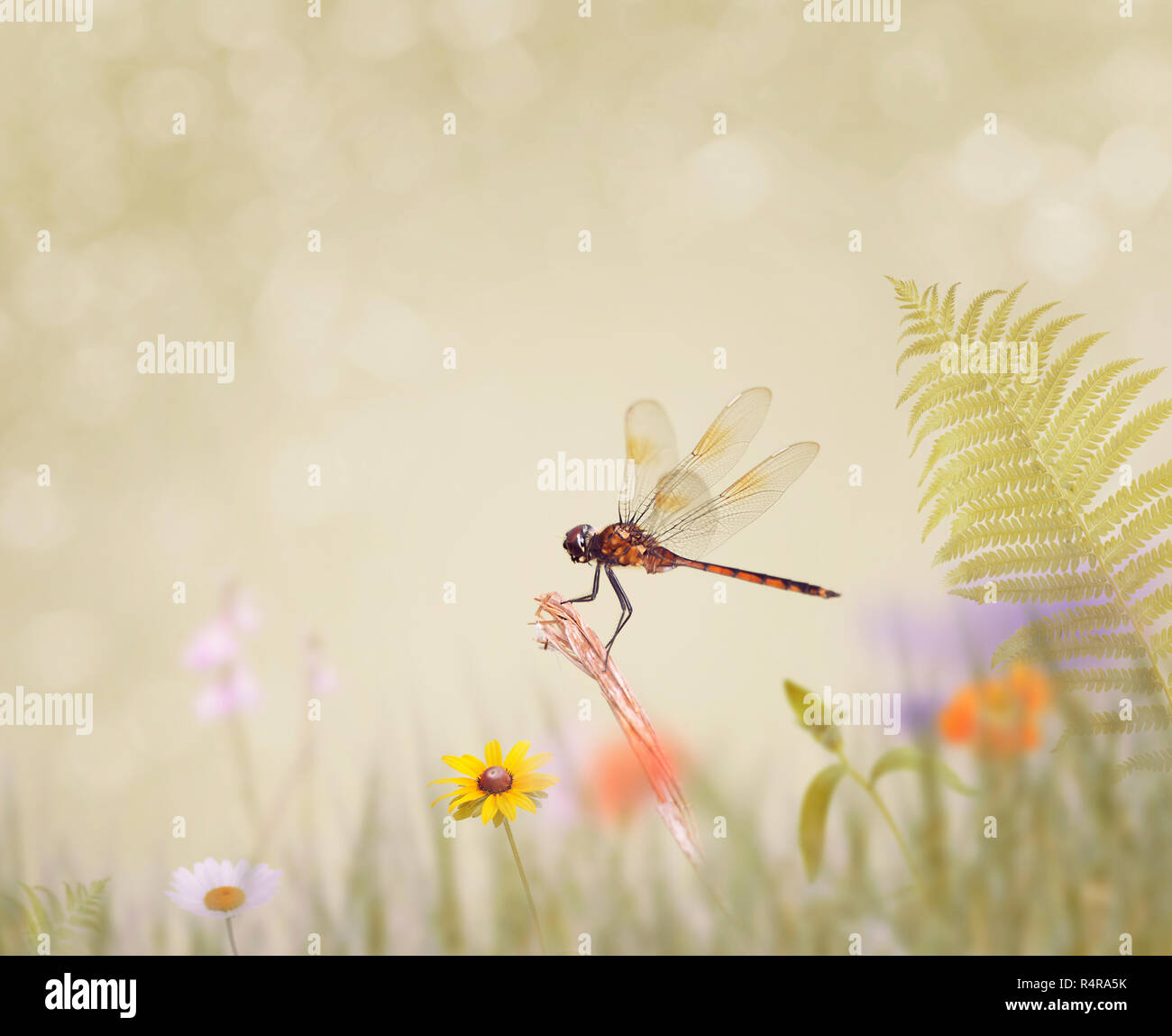 dragonfly sits on the grass Stock Photo