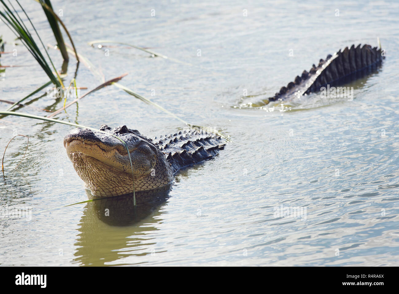 Large Alligator Calls Stock Photo