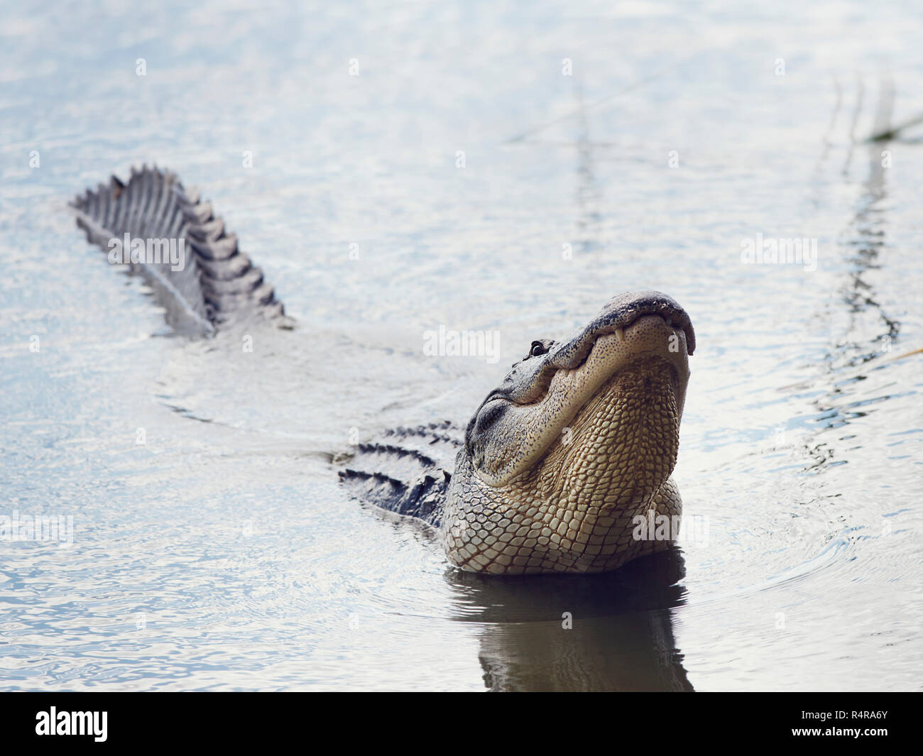 Large Alligator Calls Stock Photo