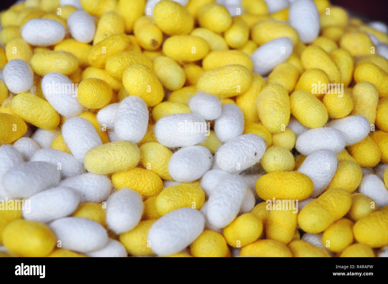 Close up yellow silk cocoons hi-res stock photography and images - Alamy