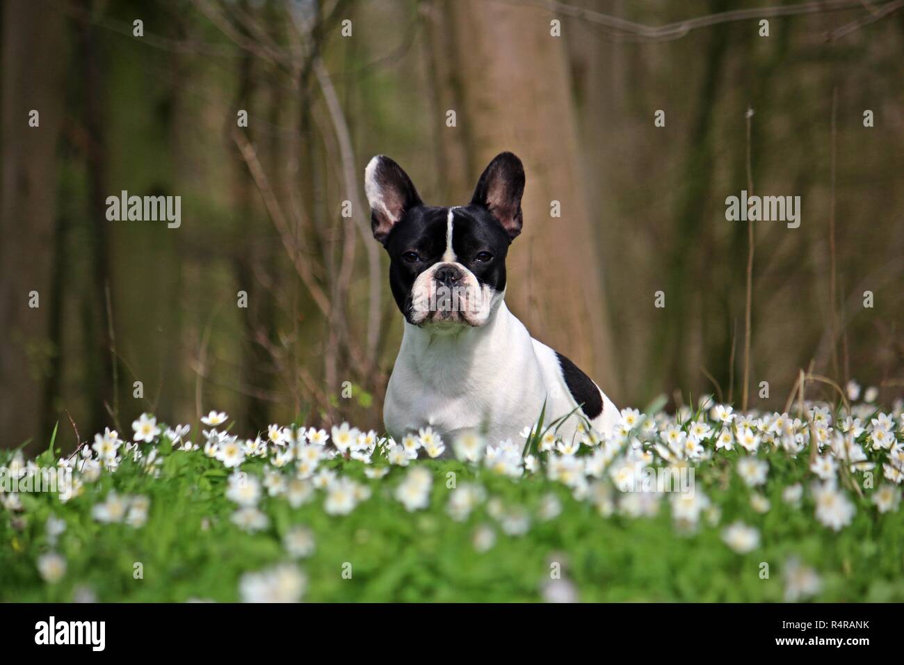 french bulldog sits in the forest Stock Photo