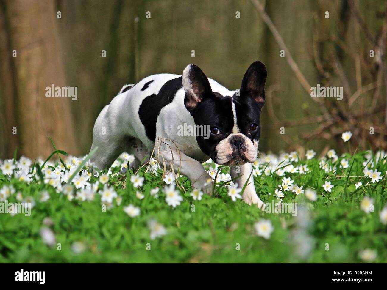 french bulldog runs in the woods Stock Photo