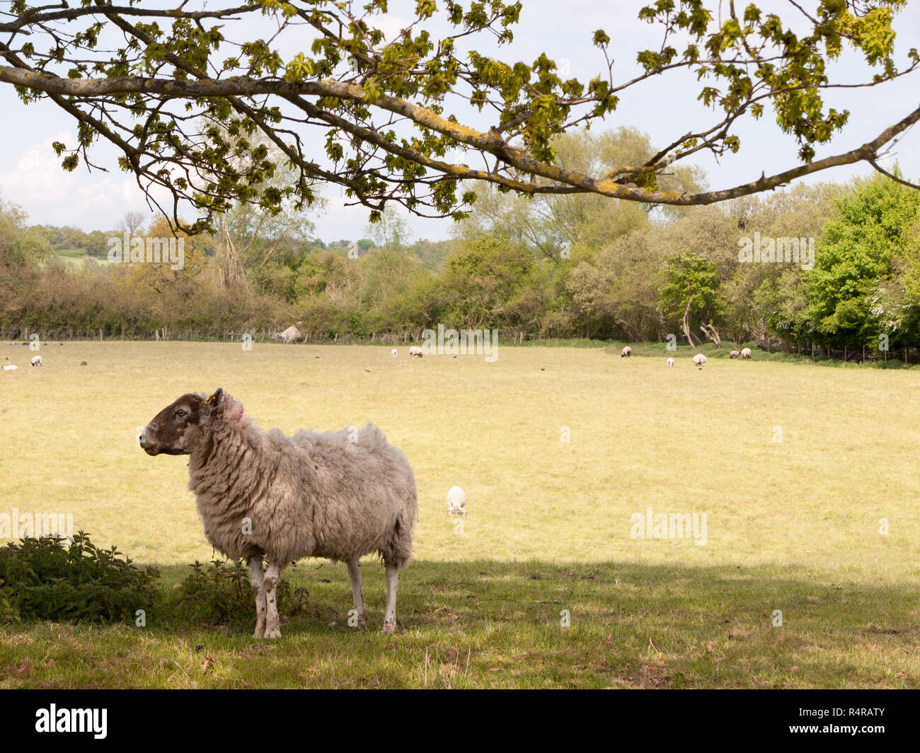 sheep under a tree cute and fluffy white in spring Stock Photo
