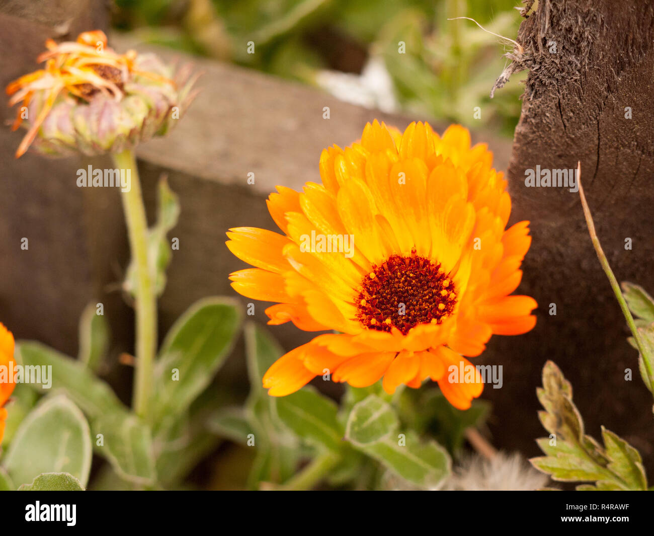 big detailed beautiful orange flower head garden Stock Photo