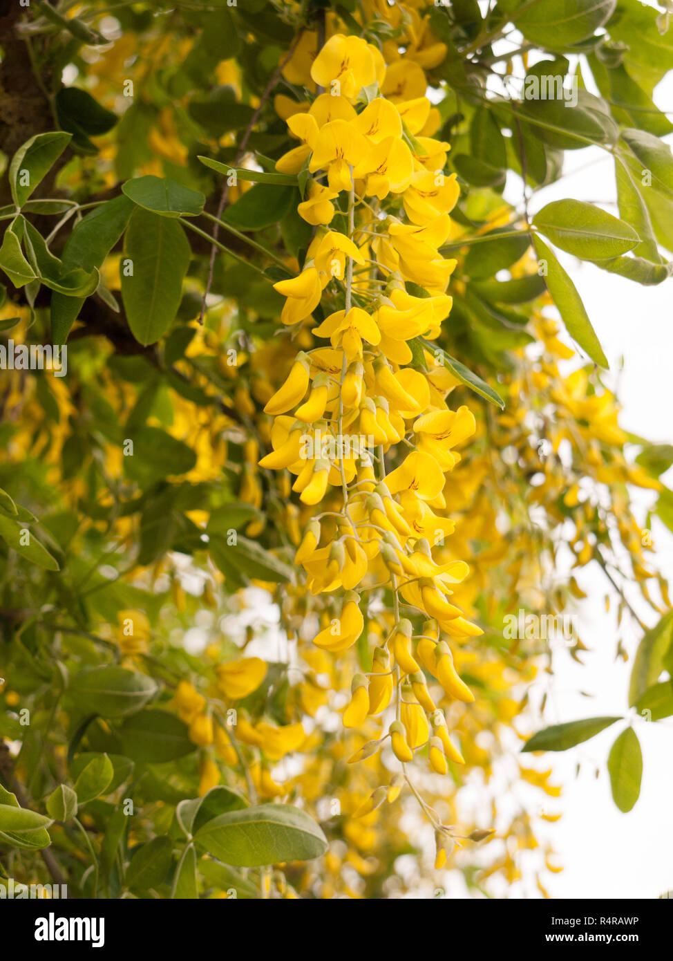yellow flowers on a tree outside in spring Stock Photo - Alamy