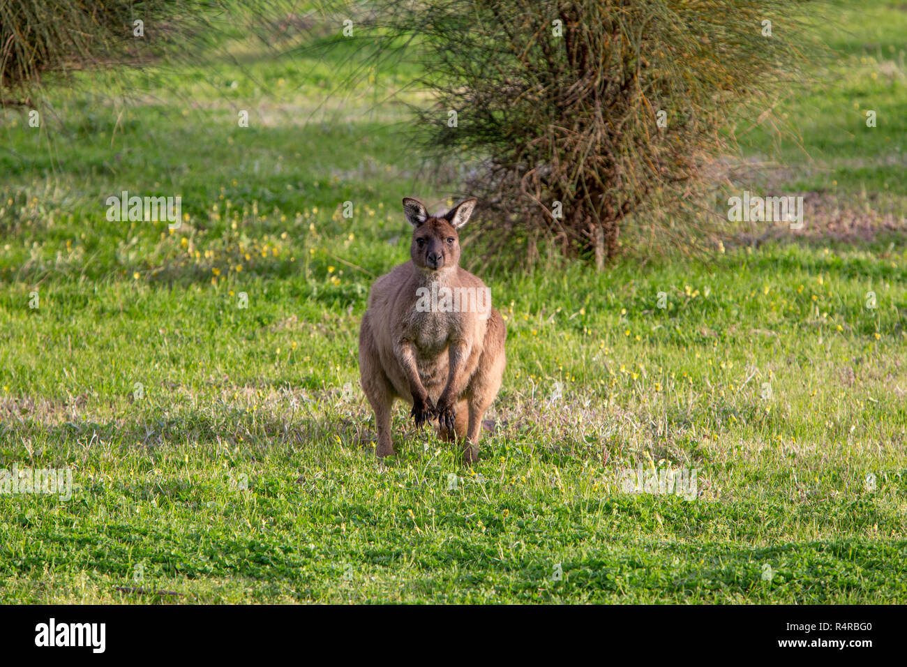 Adult Kangaroo High Stock Photography and Images - Alamy
