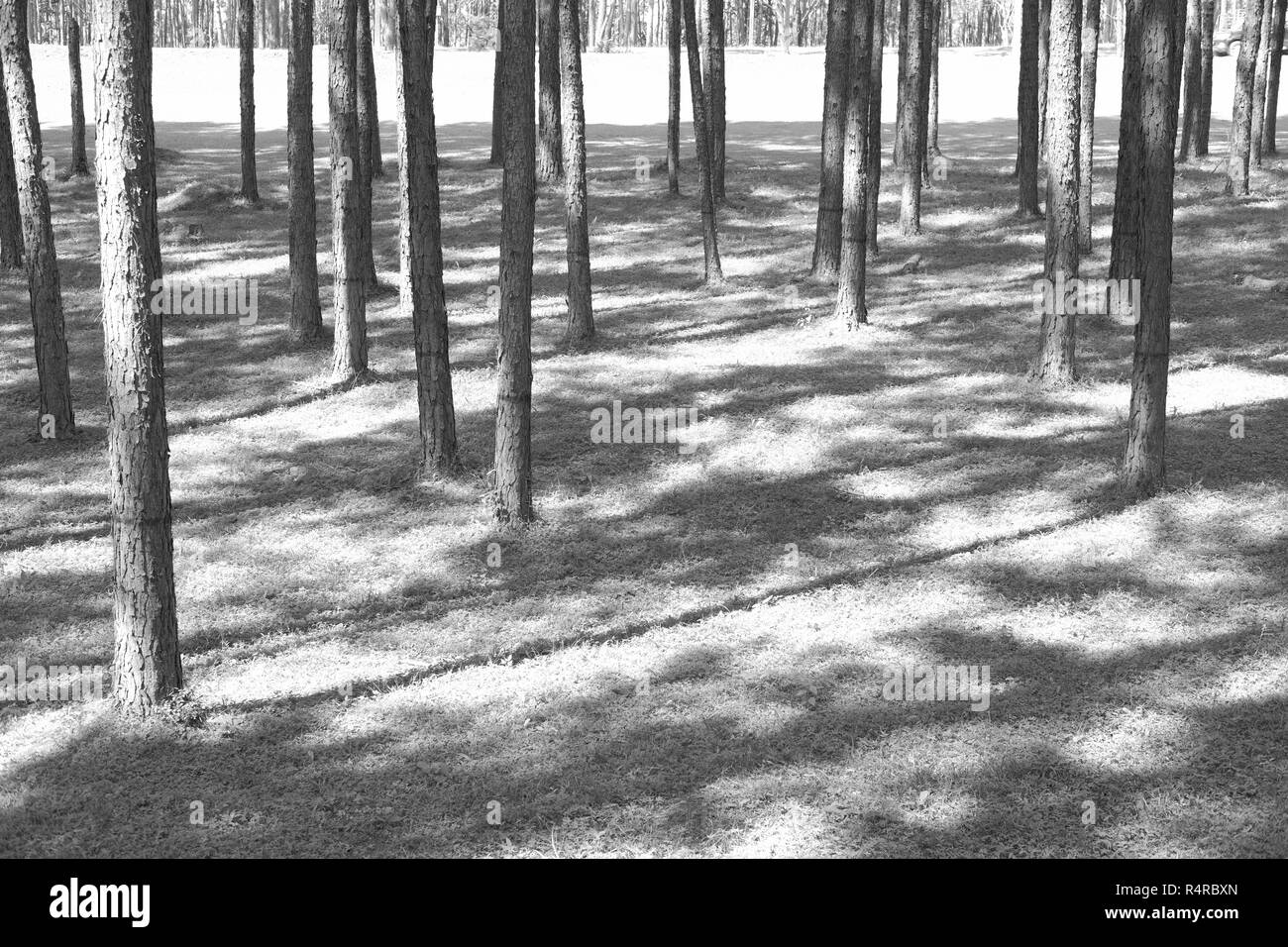 Coniferous forest Black and White Stock Photos & Images - Alamy